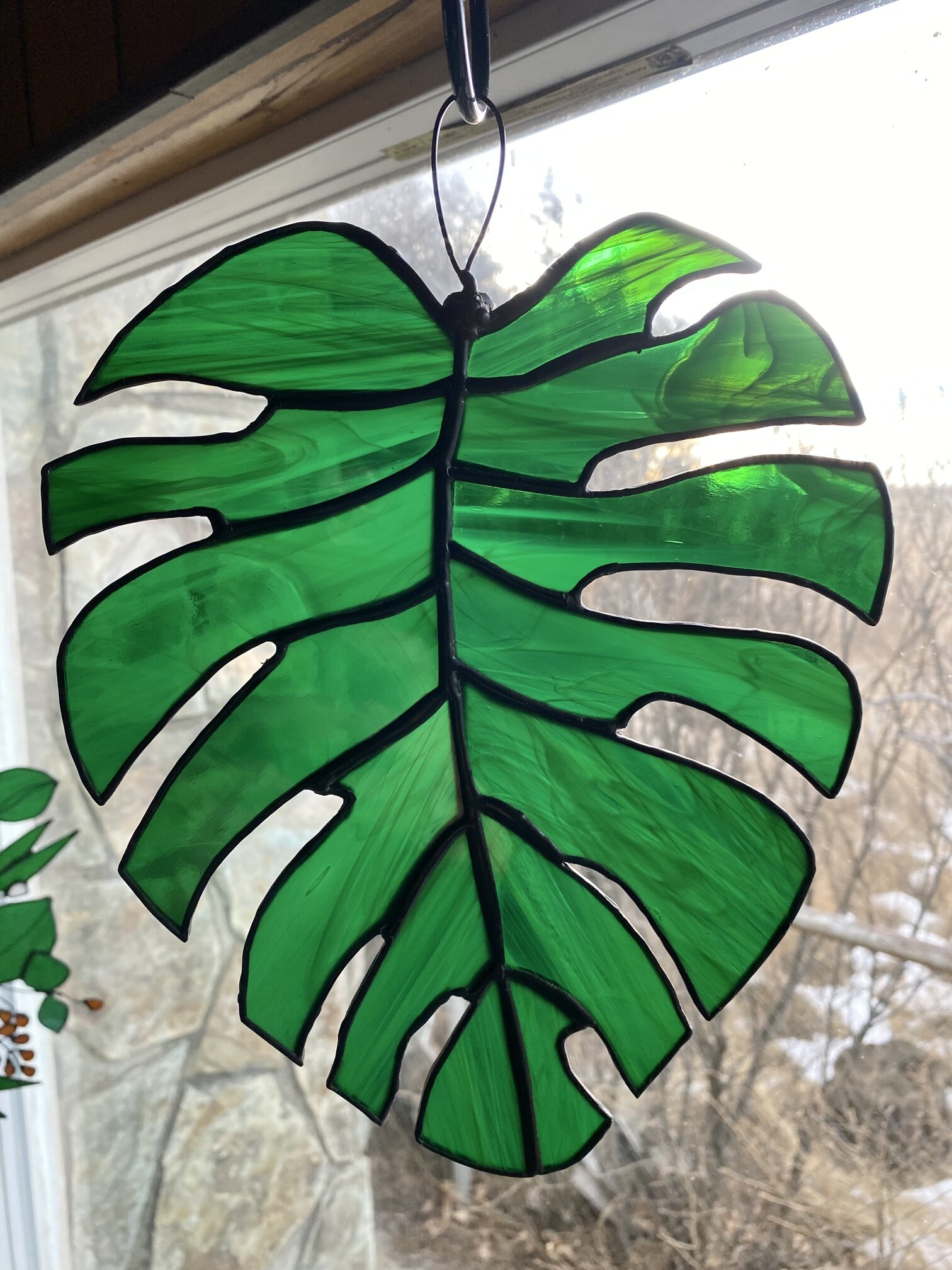 philodendron ghost Philodendron Florida Ghost
